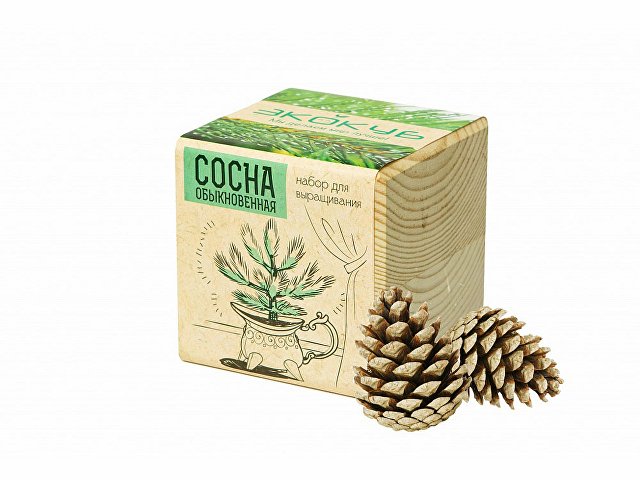 Набор для выращивания Сосна обыкновенная